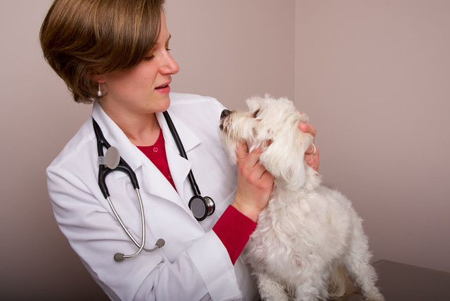 Neurodermitis ist auch für Hunde eine Tortur