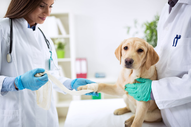 Operationen bei Hunden können für den Halter schnell kostspielig werden