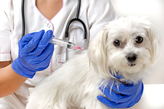 Impfungen schützen Hunde vor tödlichen Krankheiten