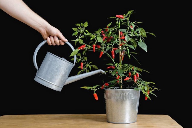 Acht Tipps für den Anbau von Chilis in Kübel und Beet