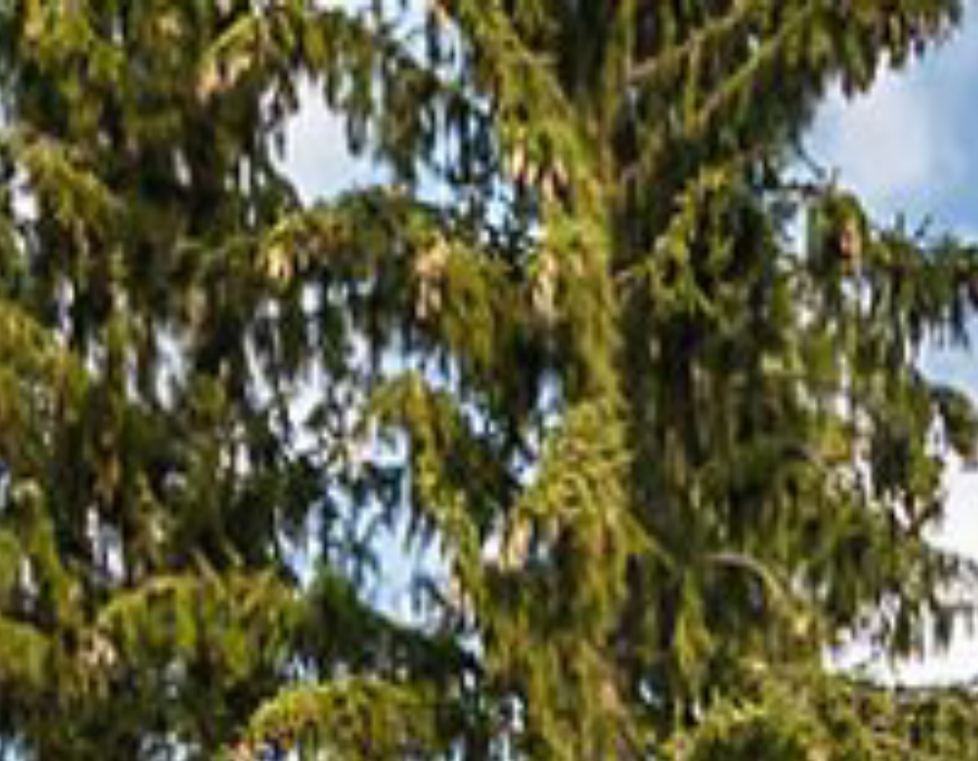 Müller Frank Seniorenpflegeheim "Severin"