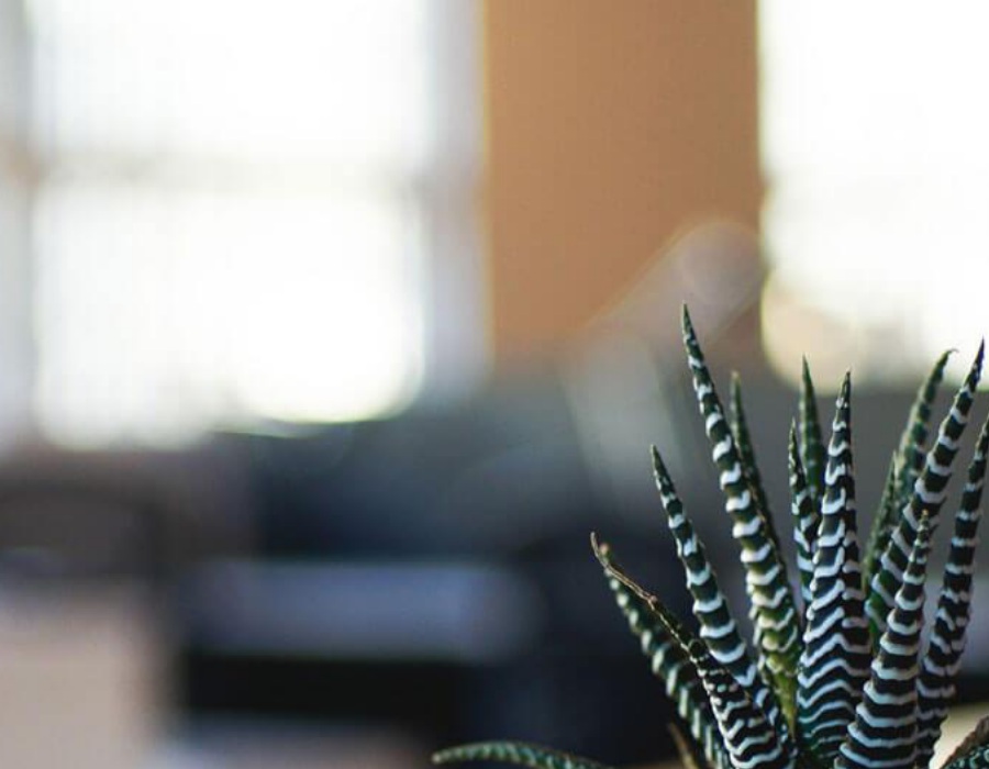 Bestattungshaus B. Luckow GmbH