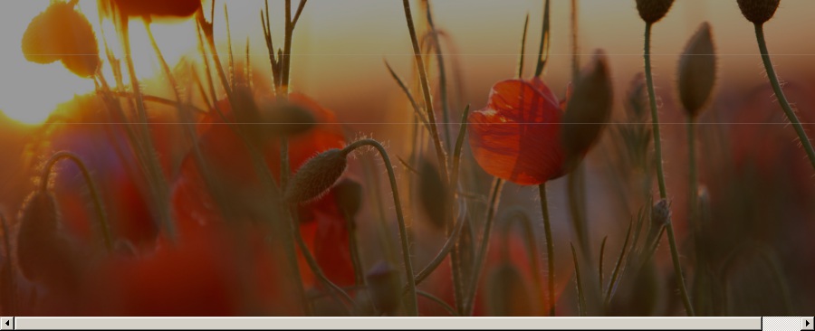 Wegner Heilpraktiker