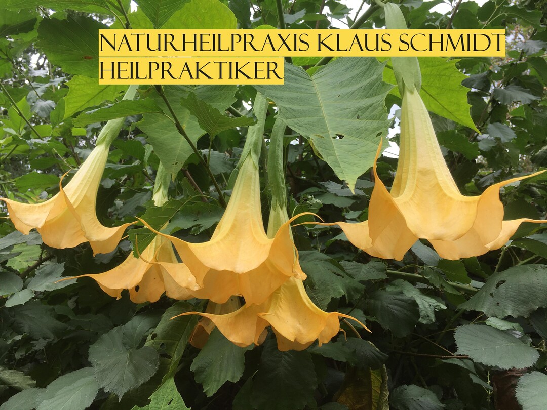 Logo: Naturheilpraxis Klaus Schmidt Heilpraktiker